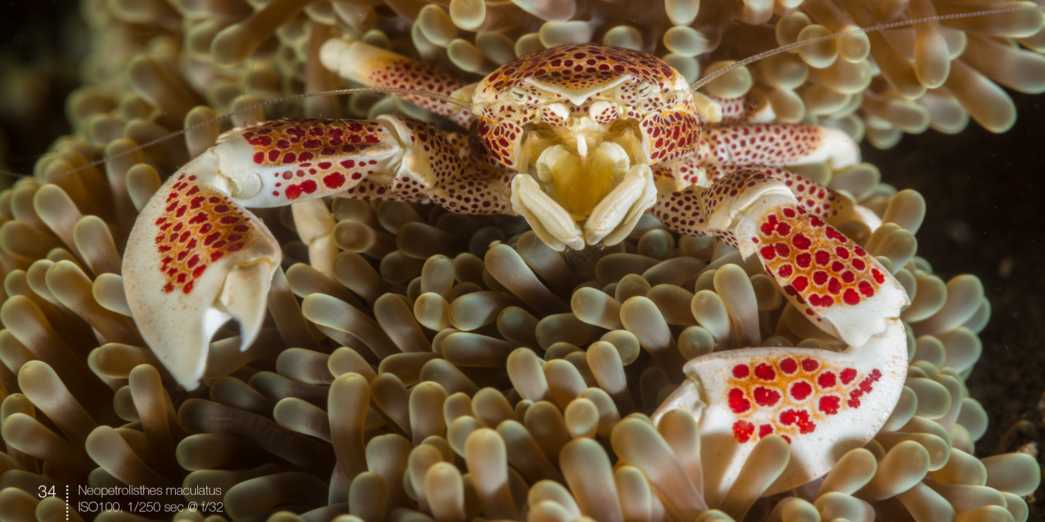 Porcelain crabs spread from e-book