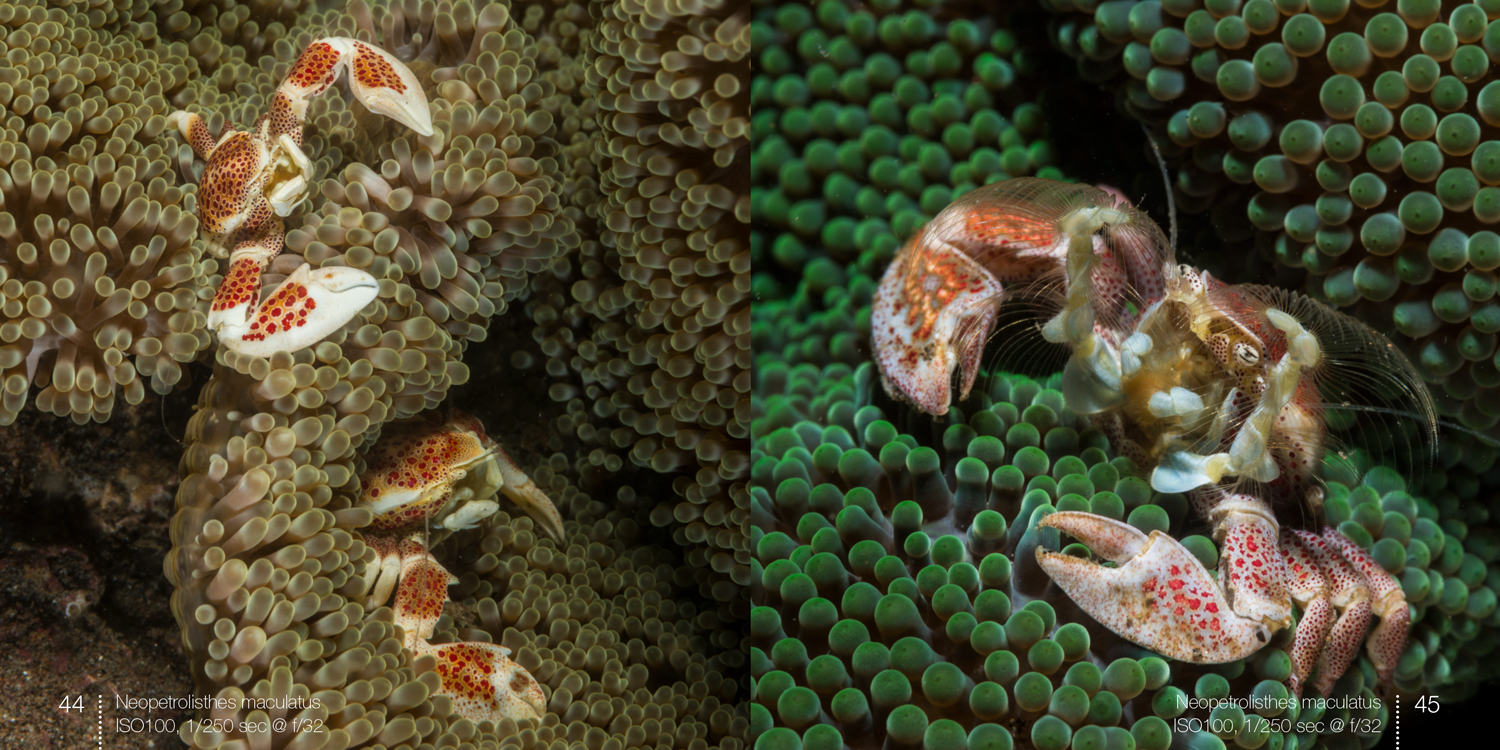 Porcelain crabs spread from e-book