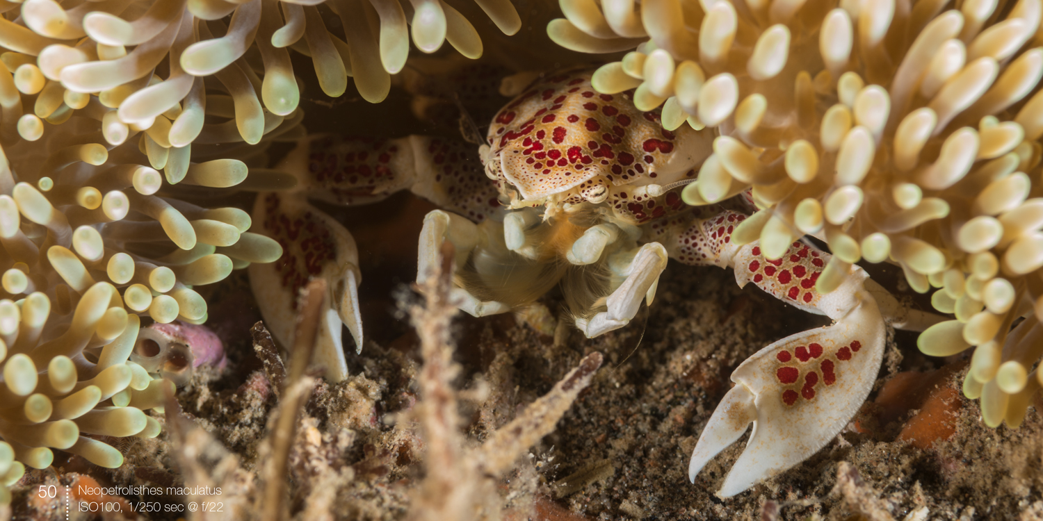 Porcelain crabs spread from e-book