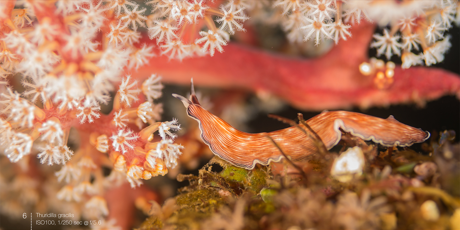 Nudibranchs, e-book with underwater photography by Arno Enzerink