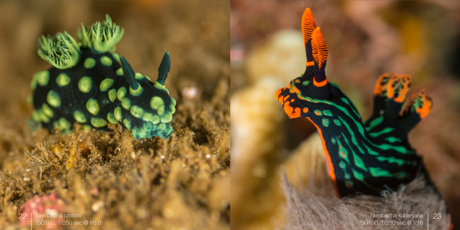 Nudibranchs, e-book with underwater photography by Arno Enzerink