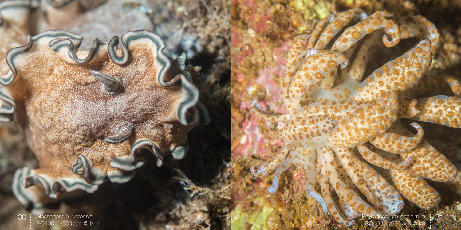 Nudibranchs, e-book with underwater photography by Arno Enzerink