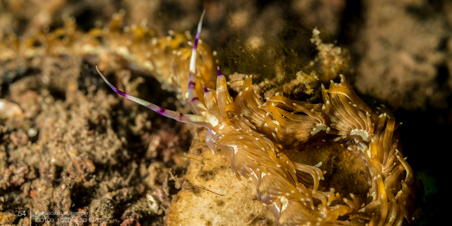 Nudibranchs, e-book with underwater photography by Arno Enzerink