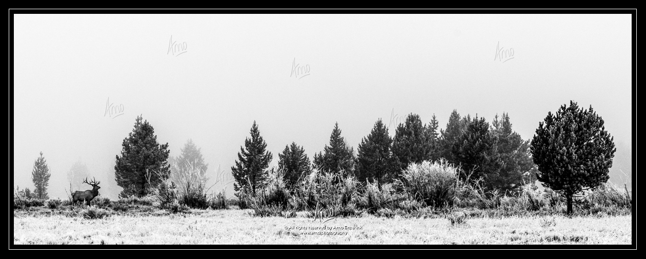 Male elk standing at the tree line of a forest covered in fog in the Rocky Mountains
