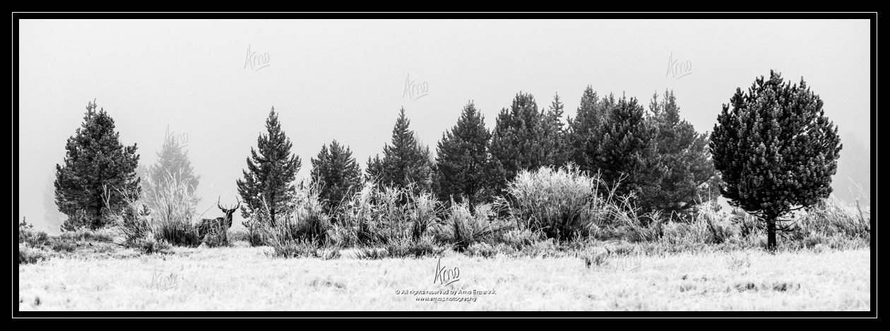 Male elk standing at the tree line of a forest covered in fog in the Rocky Mountains