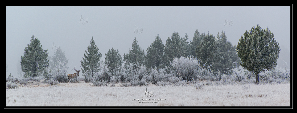 Male elk standing at the tree line of a forest covered in fog in the Rocky Mountains