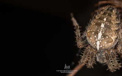 Spiders (pt. ii)