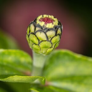 Marigold