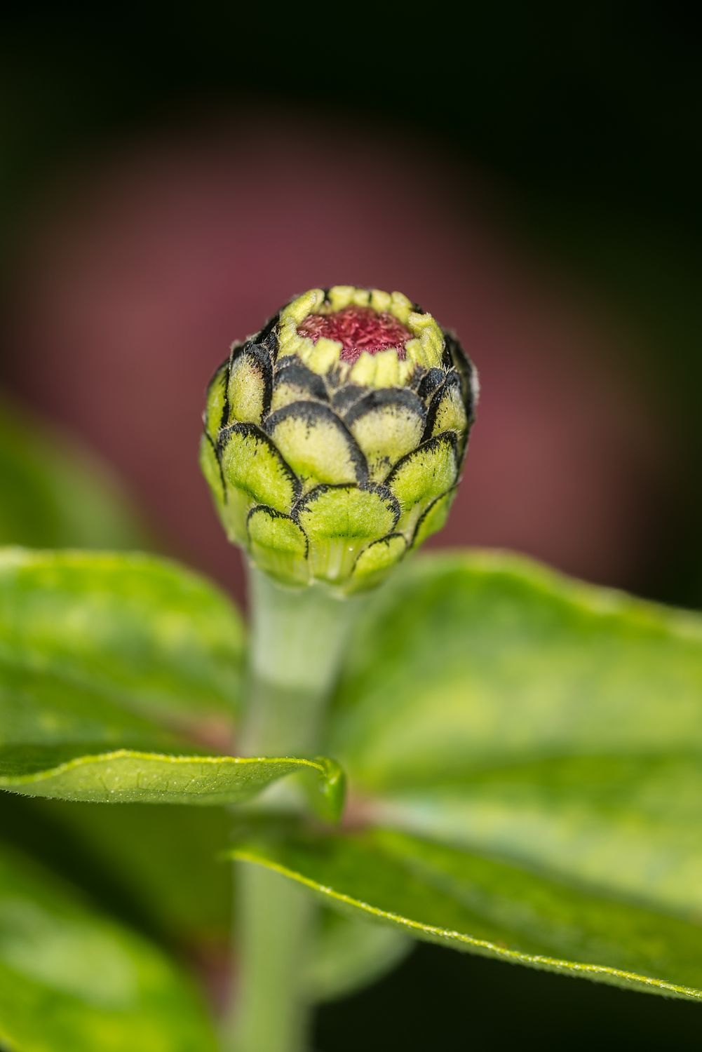 Marigold
