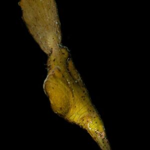 Robust Ghost Pipefish 01