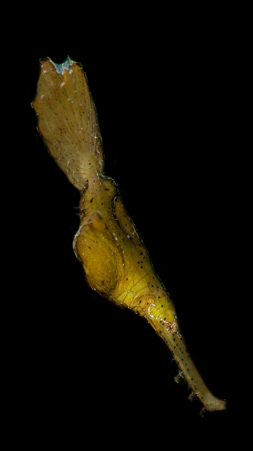 Robust Ghost Pipefish 01