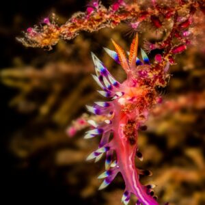 Desirable flabellina 01