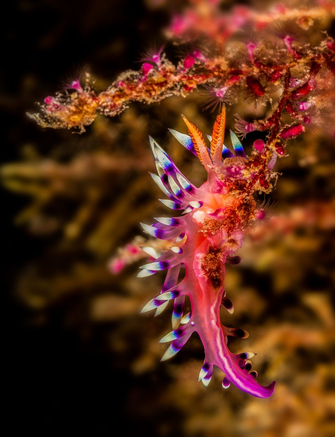 Desirable flabellina 01