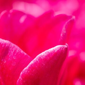 Macro photo of the vivid magenta petals of a tulip