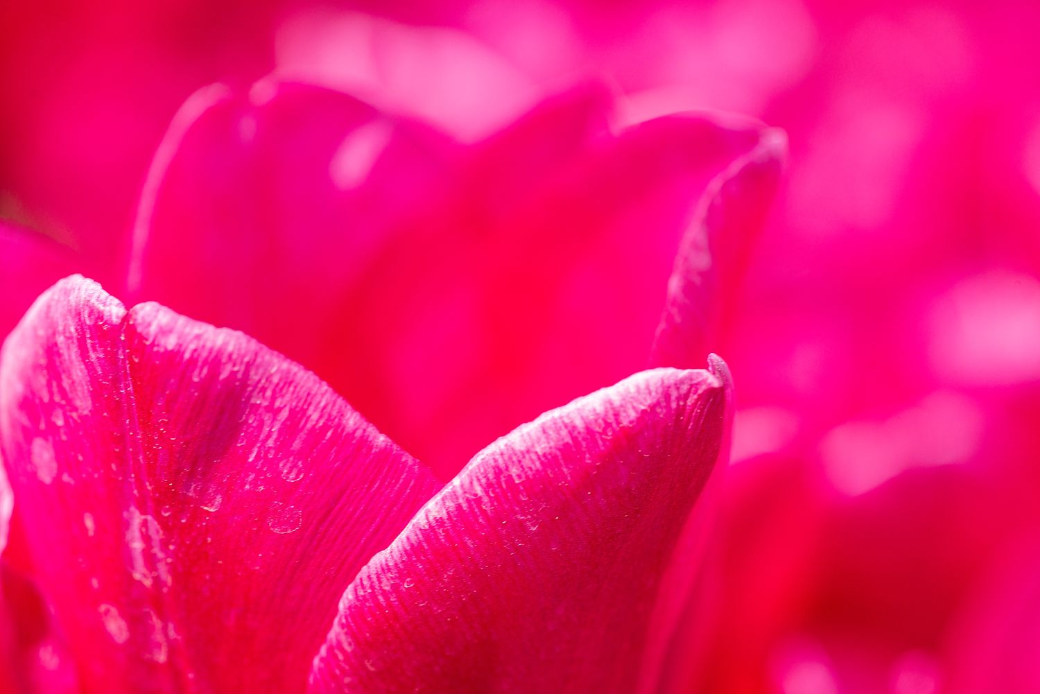 Macro photo of the vivid magenta petals of a tulip