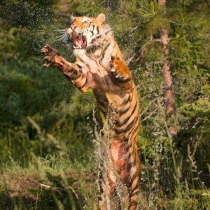 Siberian tiger leaping out of the water