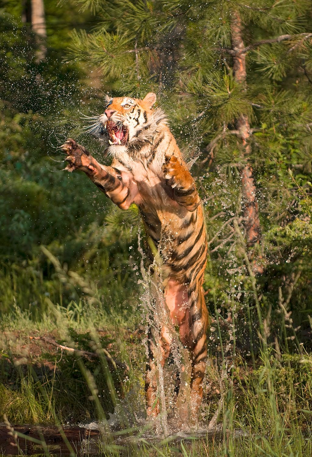 Siberian tiger leaping out of the water