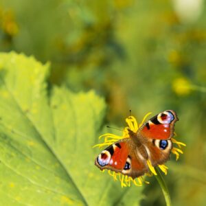 Peacock Butterfly 04
