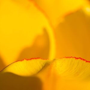 Tulip 05