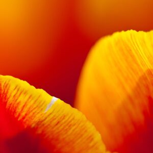 Tulip 02