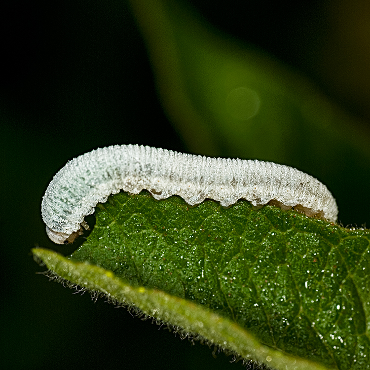 Sawfly larva