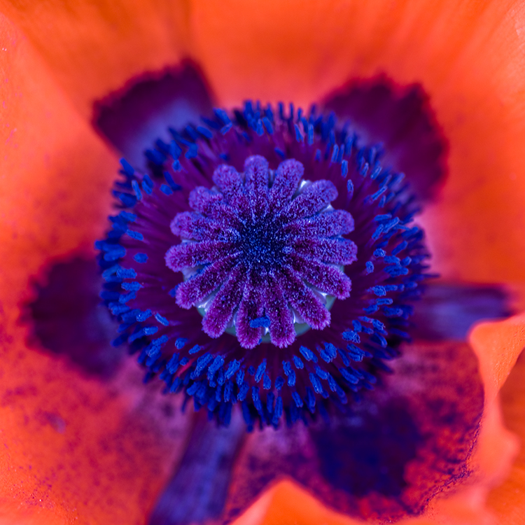 Macro photograph of the heart of a colorful poppy