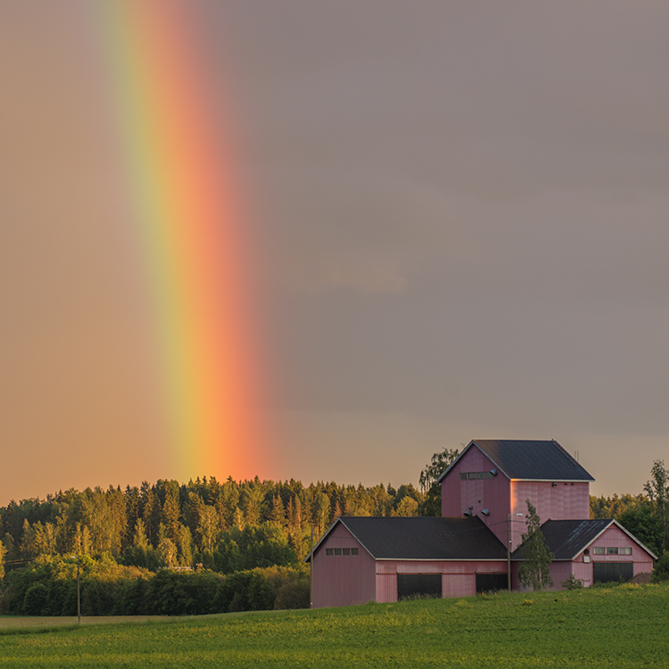 Rainbow behind a pink farm