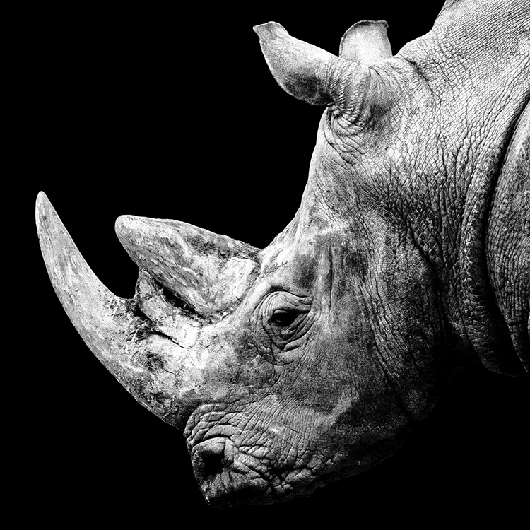 Portrait of a Black Rhinnoceros