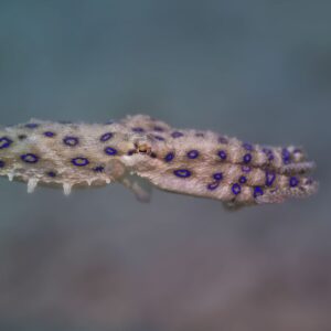 Greater Blue-ringed Octopus 01