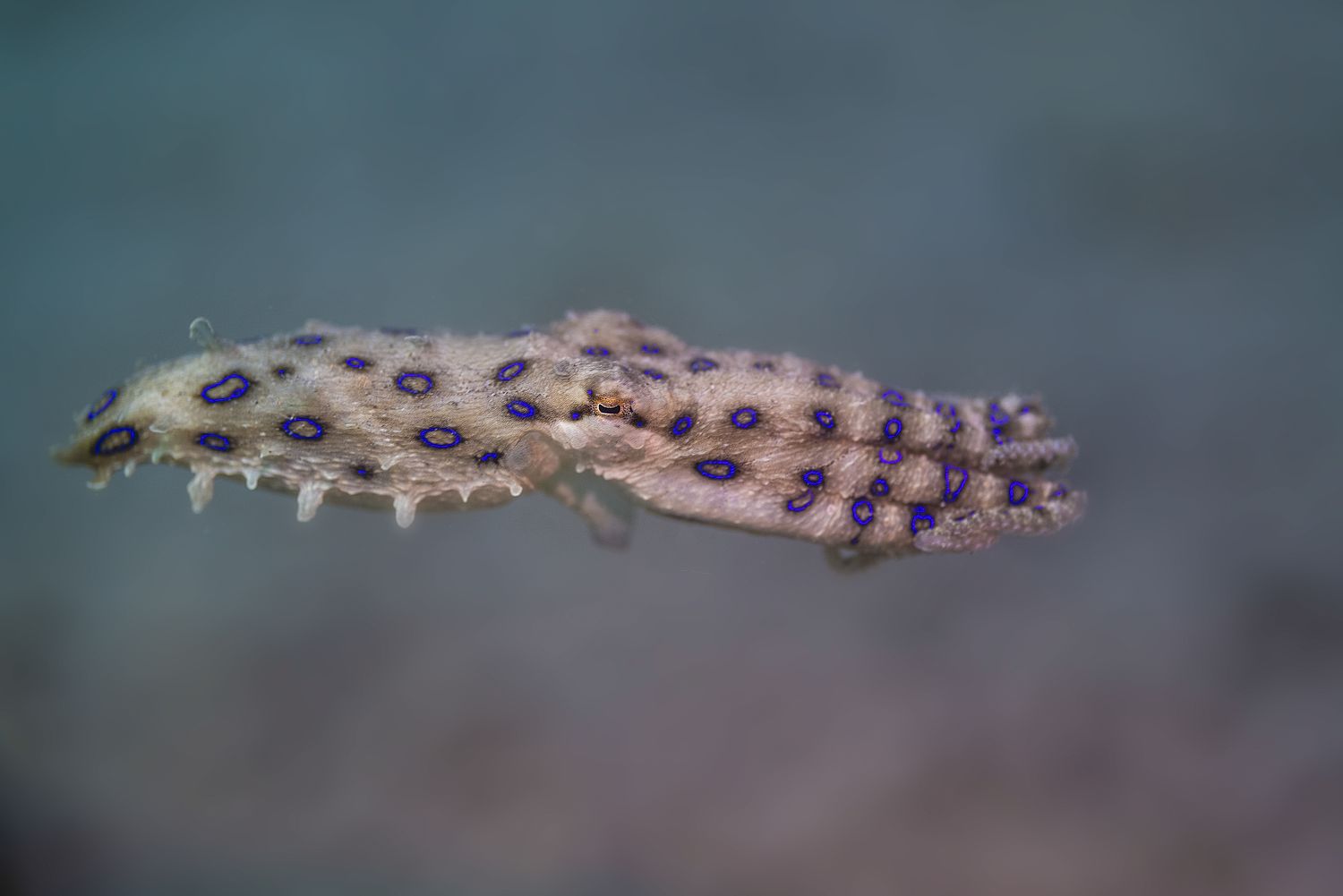 Greater Blue-ringed Octopus 01