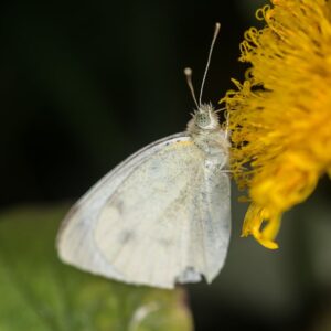 Small White Butterfly
