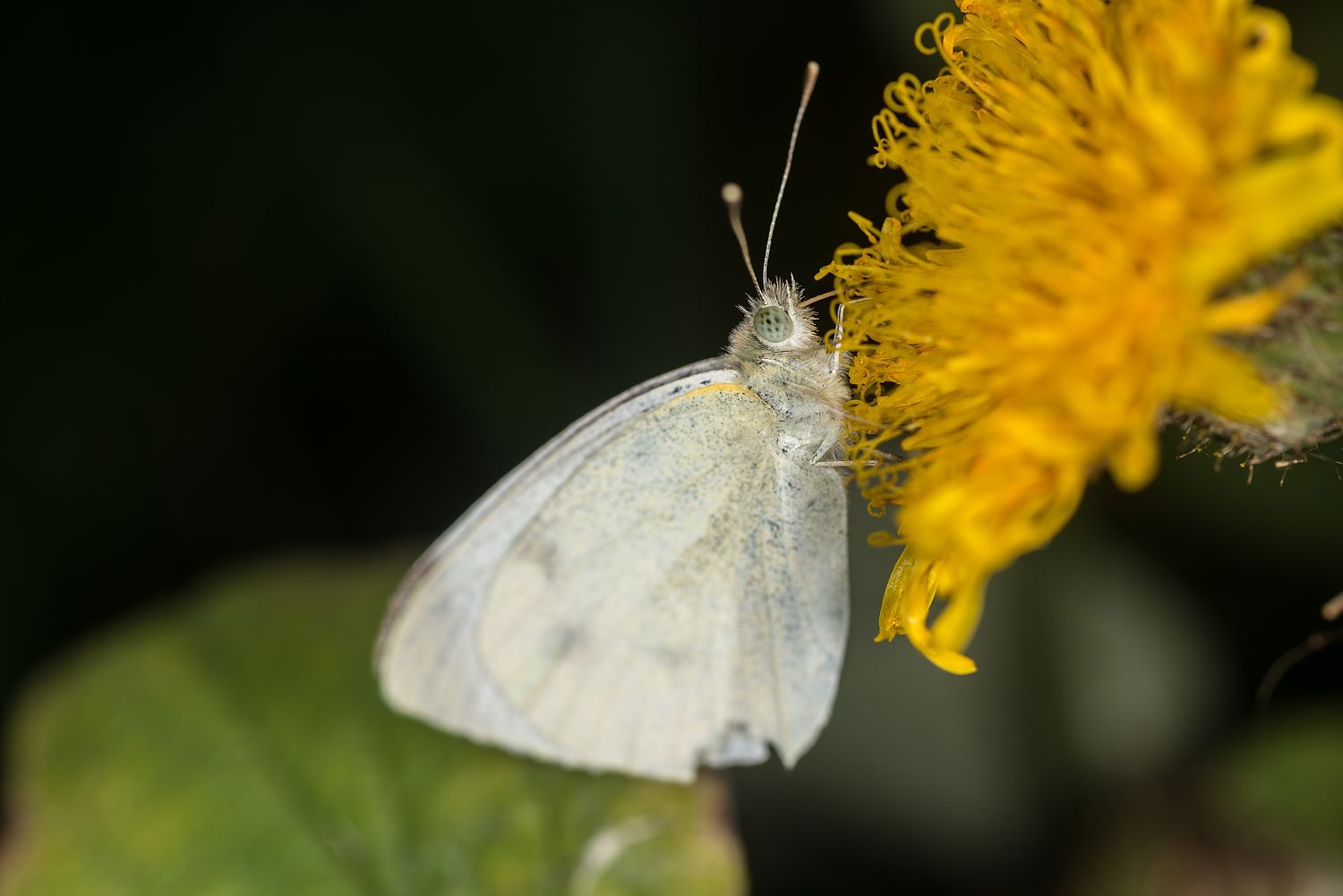 Small White Butterfly