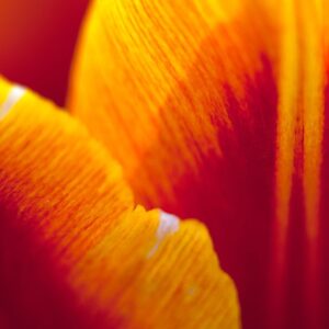 Tulip 03