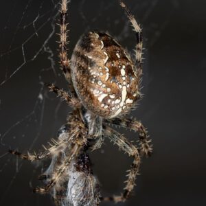 European Garden Spider 01