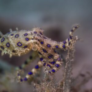 Greater Blue-ringed Octopus 02