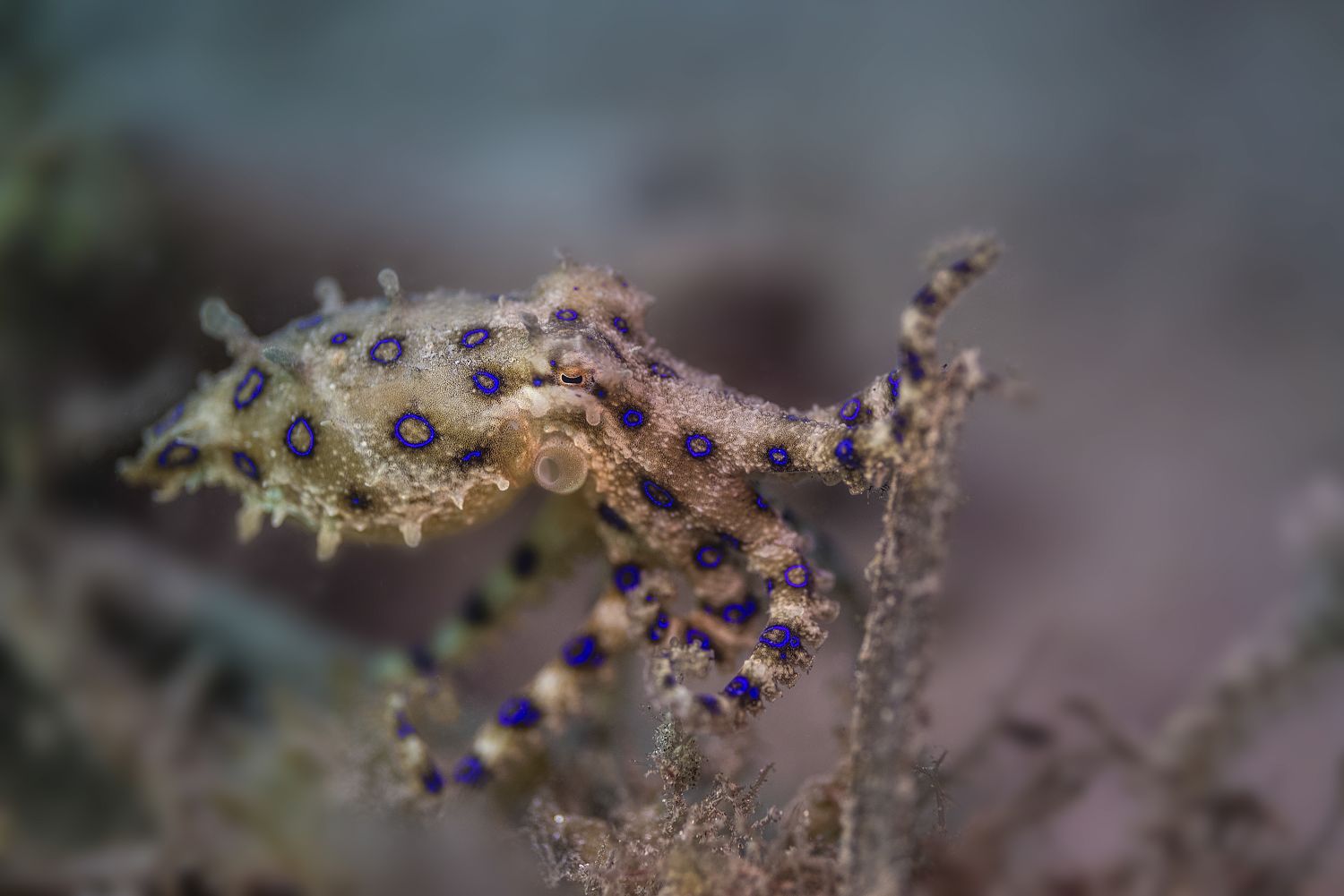 Greater Blue-ringed Octopus 02