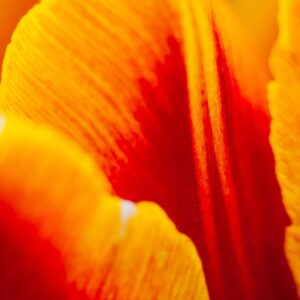 Tulip 04