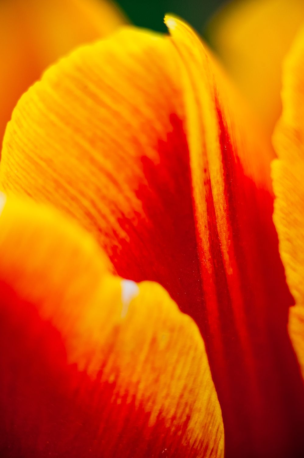 Tulip 04