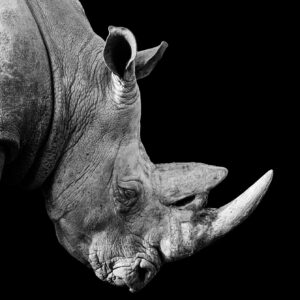 Portrait of a black rhinoceros