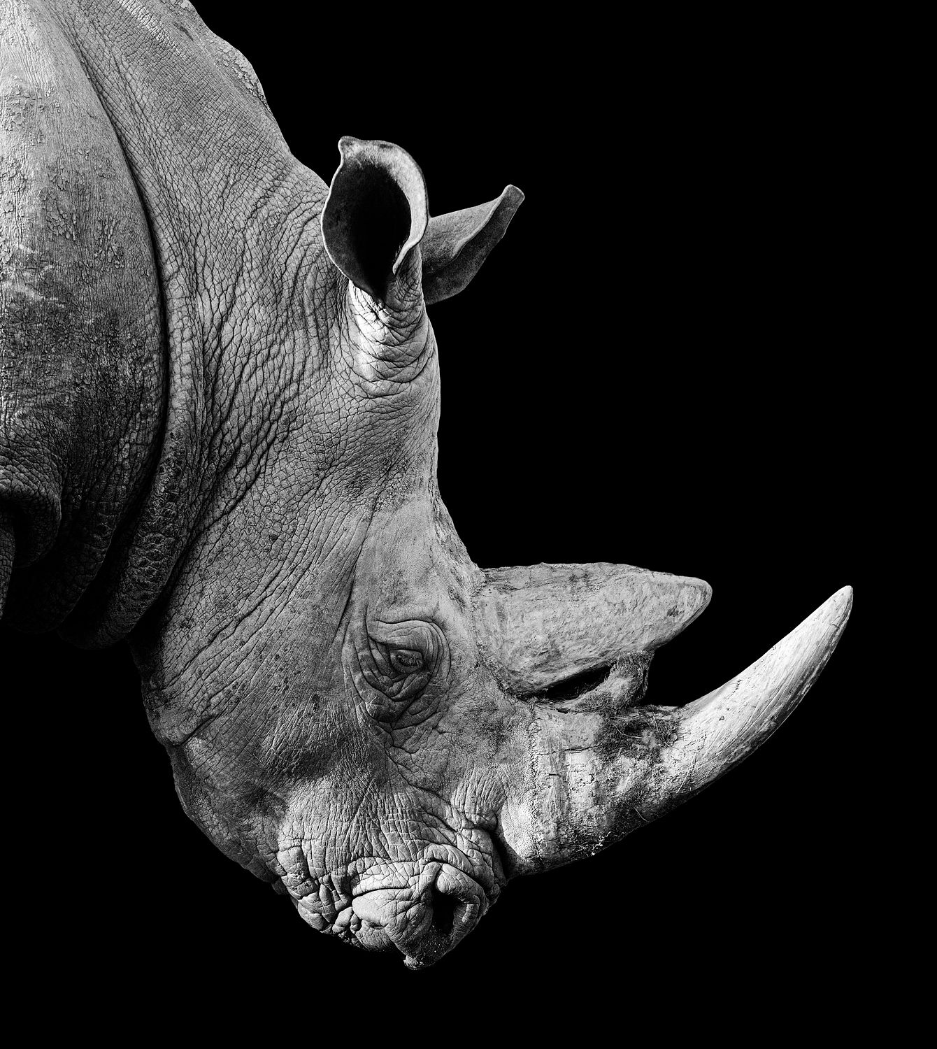 Portrait of a black rhinoceros