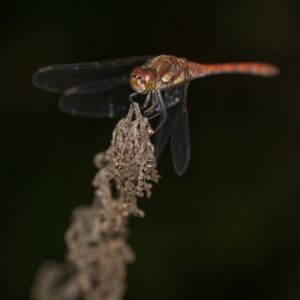 Dragonfly 01
