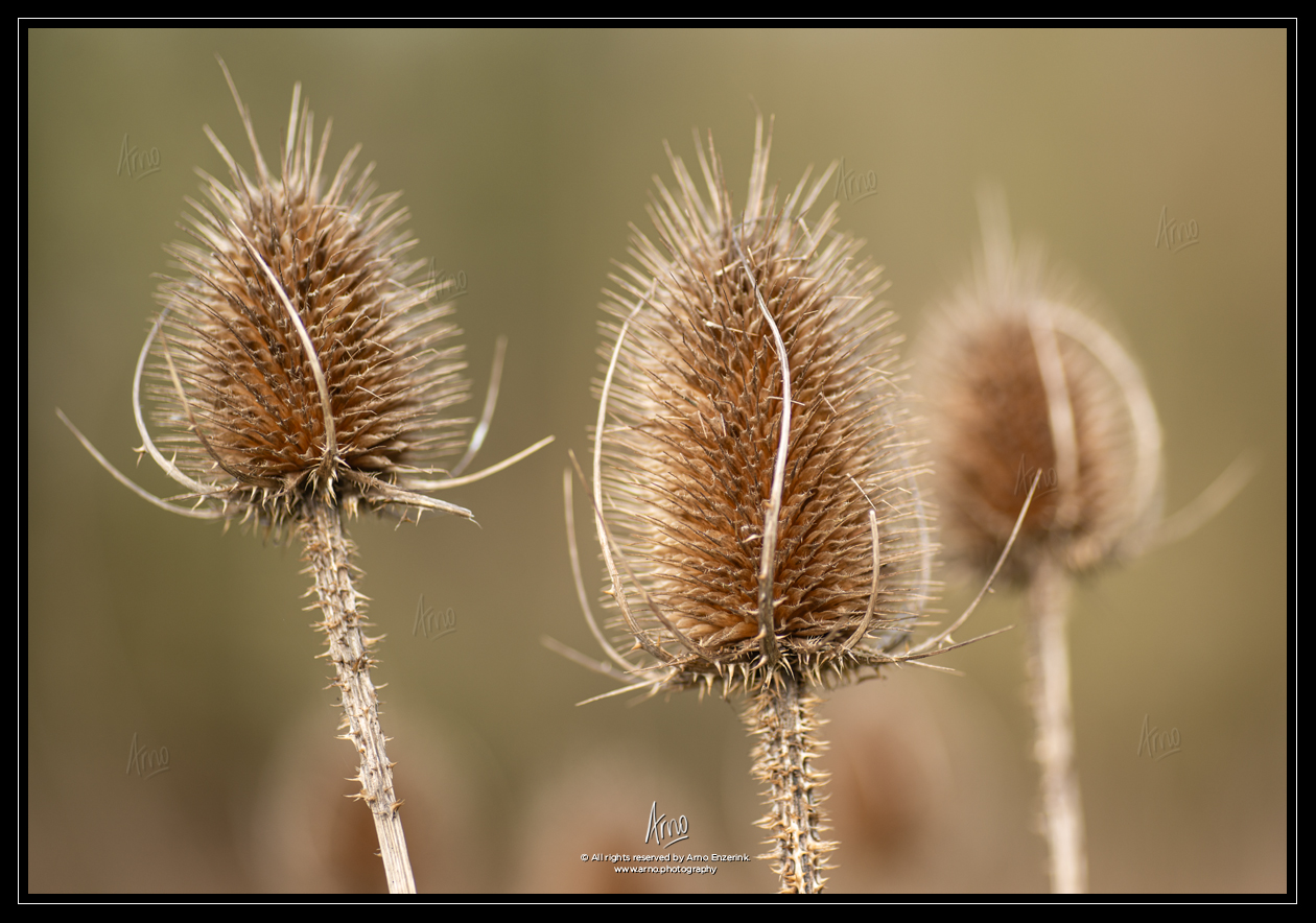 Common teasel in winter state