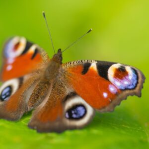 Peacock Butterfly 03
