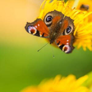 Peacock Butterfly 02