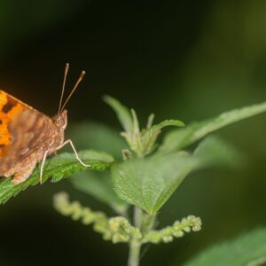 Comma butterfly on a leaf