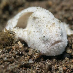 Hairy Frogfish 01 (Juvenile)