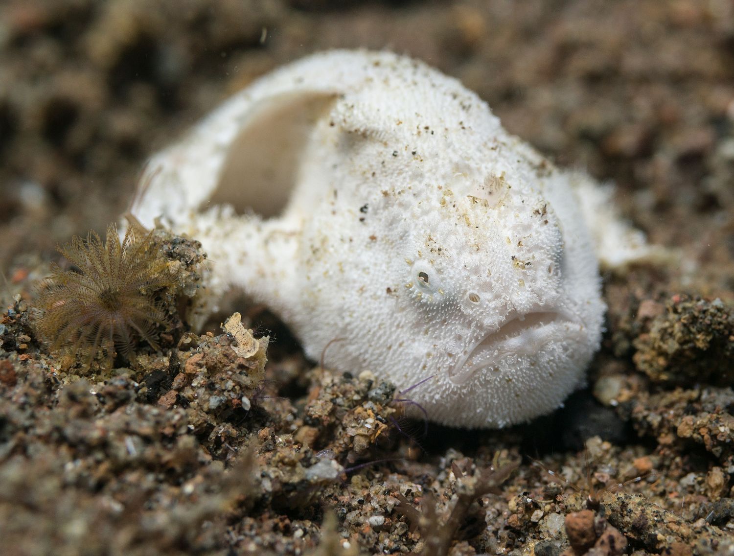 Hairy Frogfish 01 (Juvenile)