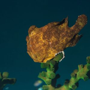 Painted frogfish 01