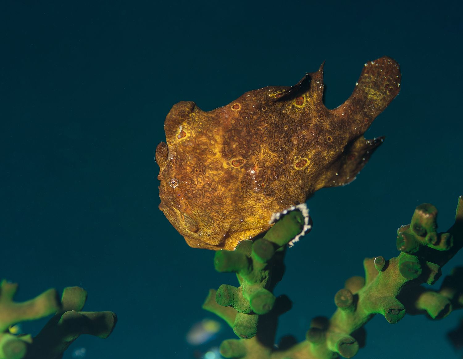 Painted frogfish 01