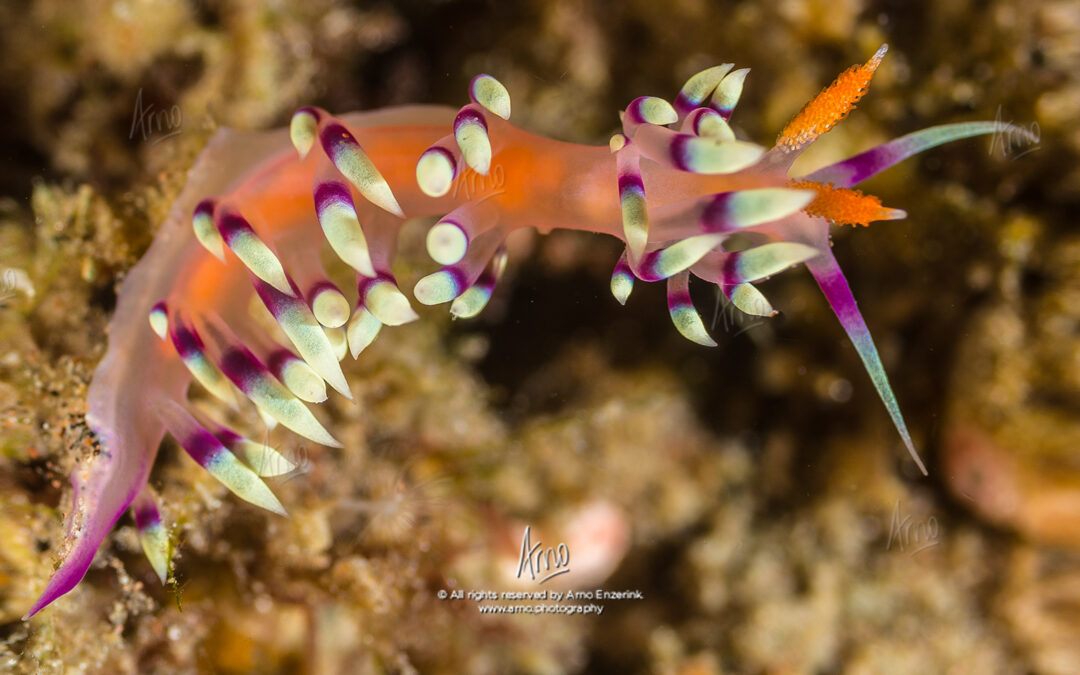 Nudis (pt. i)